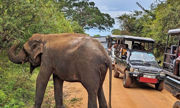 https://thalgaha.com/blog/img2/an_elephant_at_yala_national_park.jpg