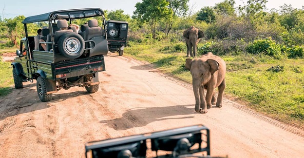 https://thalgaha.com/blog/img5/safari_jeeps_and_elephants_at_yala_national_park.jpg