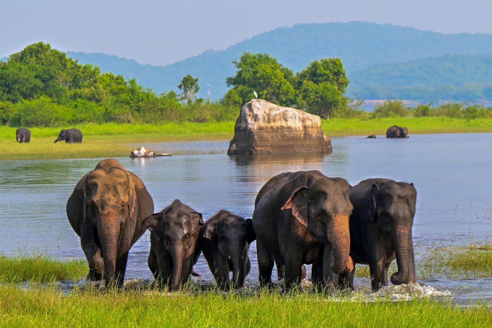 Wild elephants