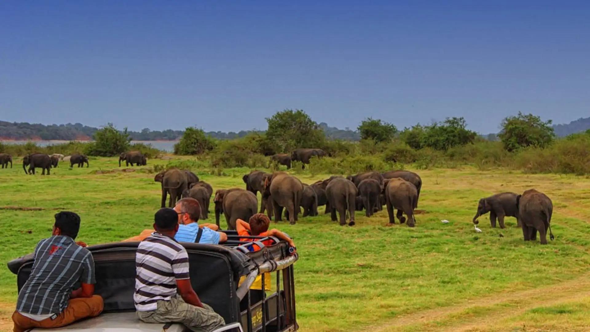 Minneriya Jeep Safari