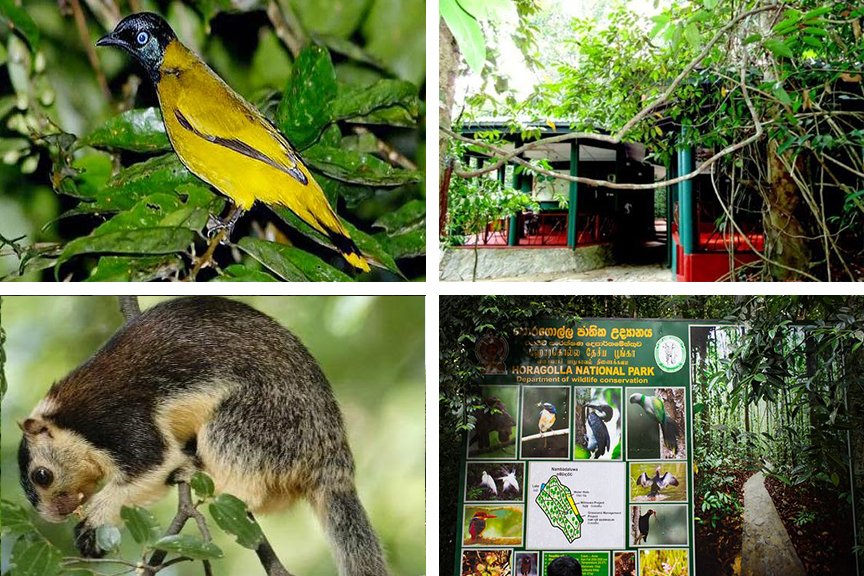 Horagolla National Park Image