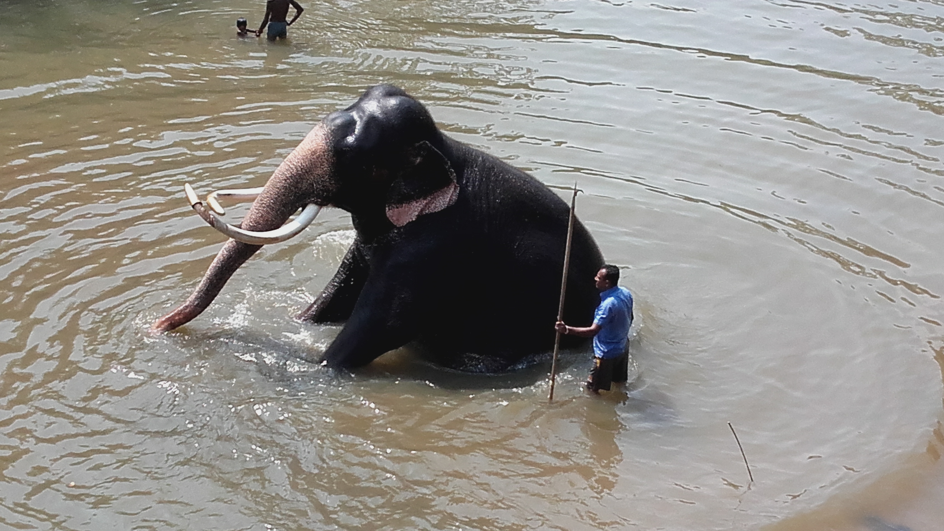 Elephant Bathing