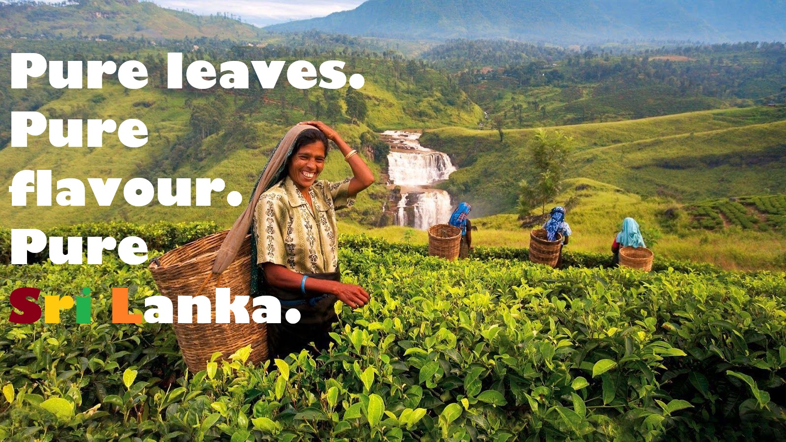 woman in the tea estate